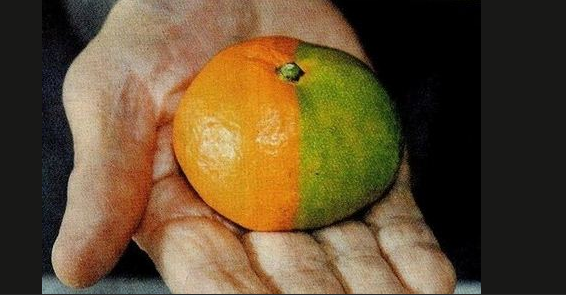 Tsunami, Japan, Jordbavning